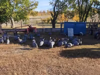 Guinea fowl — عکس 3