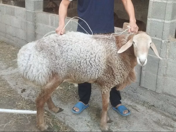 Ram, Sheep — Kyrgyzstan