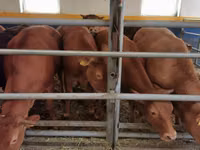 Vaca, Vaca Limousin — foto 6
