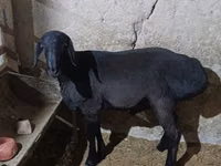 Bagge, Hissar sheep — foto 1