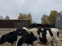 公牛, Holstein breed — 照片 6