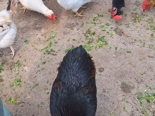 Chickens