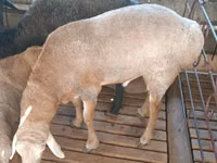 Kambing jantan, Sheep — foto 1
