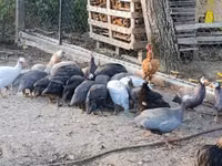 Guinea fowl — foto 4