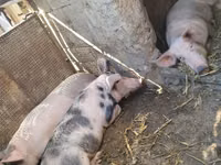 Sow, Pigs — photo 1