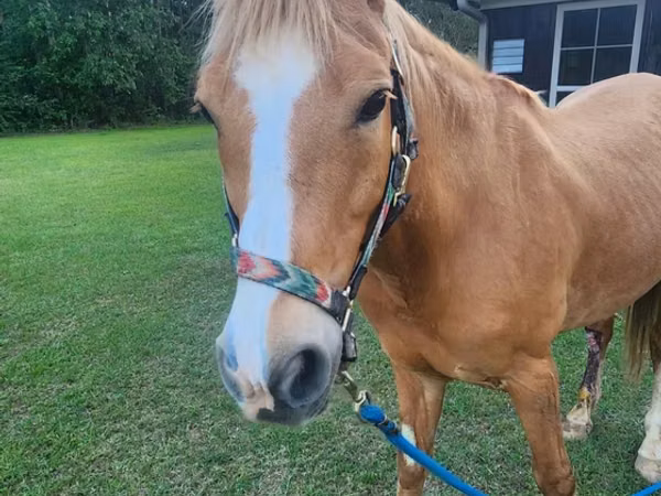 Pastuv, Palomino