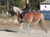 Horse (M), Gypsy horse — photo 4