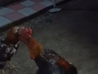 Chickens — photo 1