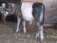 Гов, Latvian Blue cattle — акс 2