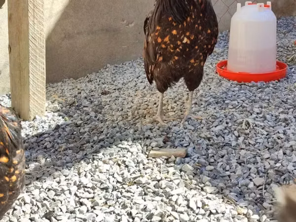 Chickens — Azerbaïdjan
