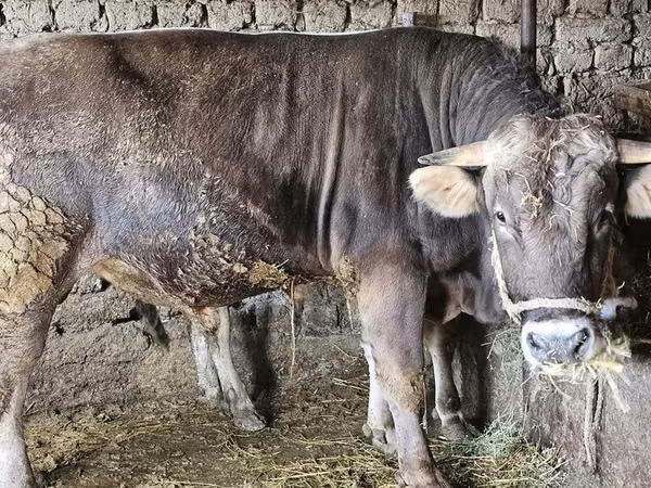 Bull, Swiss cattle — Kyrgyzstan