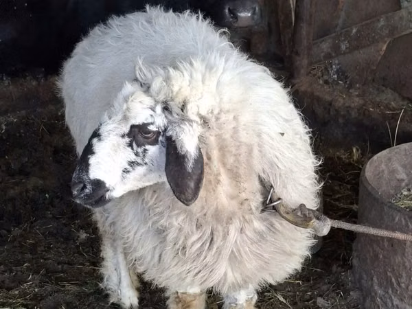 Sheep (batch, sex not specified), Sheep — Uzbekistan