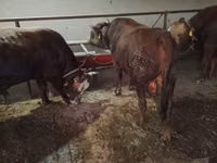 सांड, Simmental cattle — फ़ोटो 3