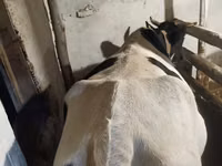 Cow, Latvian Blue cattle — photo 1