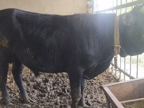 सांड, मवेशी — तुर्कमेनिस्तान