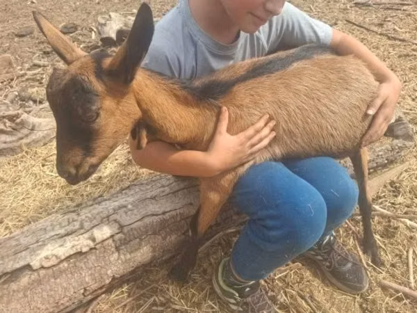 Billy Goat, Goats