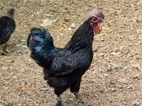 Chickens — عکس 3