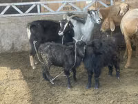 Goat, Alpine goat — photo 3