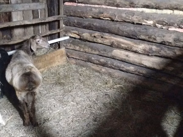 Kambing jantan, Arashan sheep — Kazakhstan