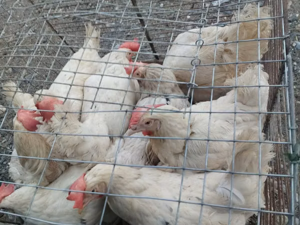 Chickens — Uzbekistan