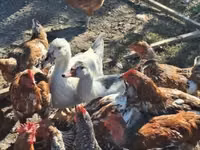 Ducks — عکس 6