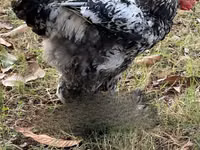 Brahma — foto 4