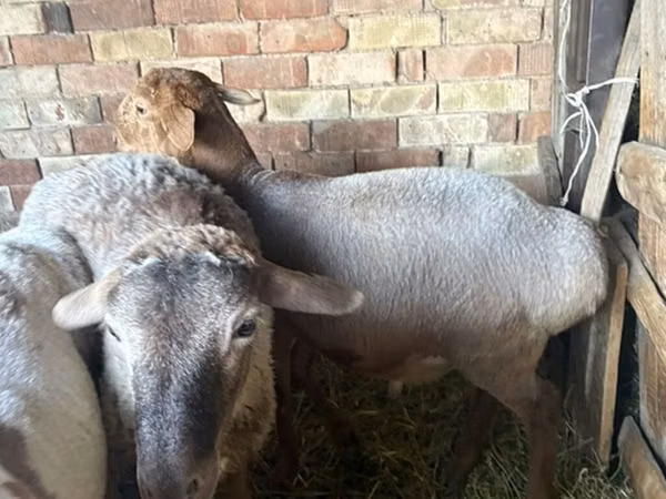 Sheep, Sheep — Kyrgyzstan