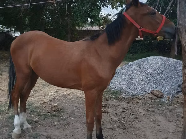 Horse (M), Horses — Kyrgyzstan