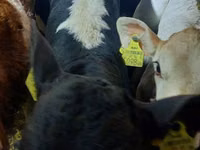 सांड, Simmental cattle — फ़ोटो 4