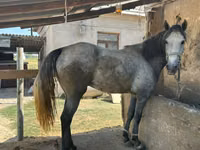 Ձի, Kazakh horse — լուսանկար 1