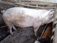 Sow, Pigs — photo 2