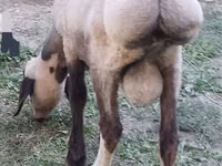 قوچ, گوسفند — عکس 3