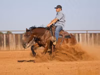 公马, Quarter Horse — 照片 5