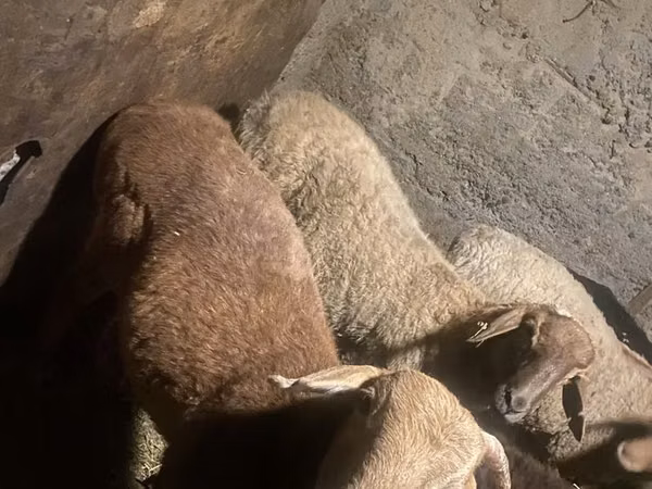 Ram, Sheep — Kazakhstan