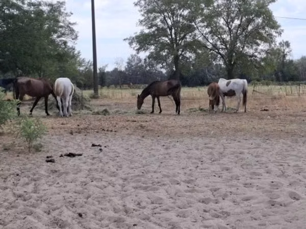 Kuda betina, Horses — Hungaria