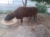 सांड, मवेशी — फ़ोटो 3