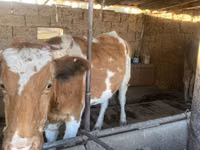 Krava, Simmental cattle — foto 4