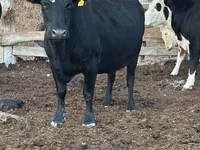 Vache, Bovins — photo 1