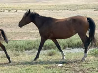 Кобила, Tatar horse — фото 3