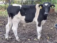 Lembu ternakan (lot, jantina tidak dinyatakan), Cattle — foto 3