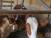 Cow, Simmental cattle — photo 3