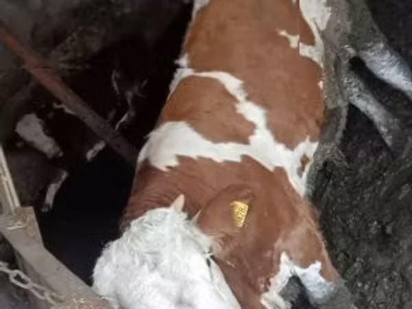 Bull, Simmental cattle — Hungary