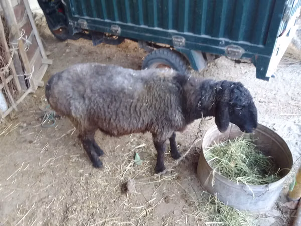 Sheep (batch, sex not specified), Sheep — Uzbekistan