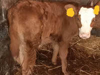 Cattle (batch, sex not specified), Hereford — photo 3