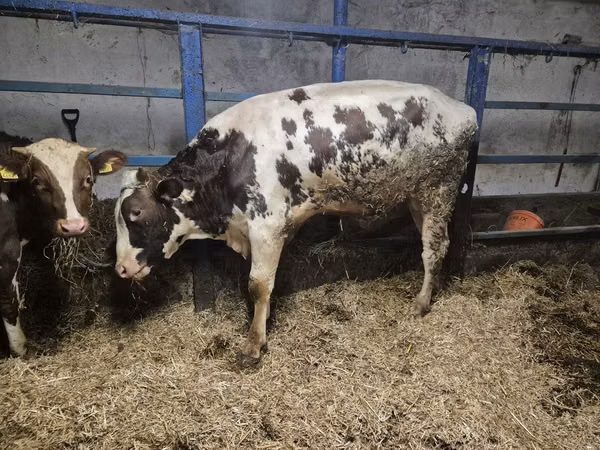 Boğa, Russian Black pied cattle