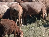 Sheep, Arashan sheep — photo 2