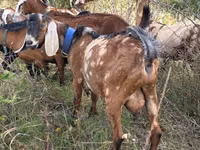 ছাগী, Nubian Goat — ছবি 3