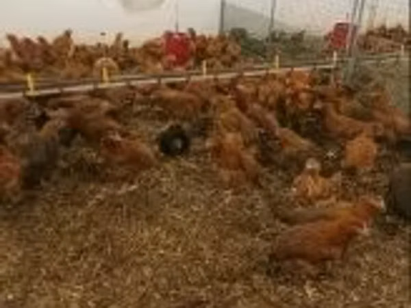 Chickens — Hungary