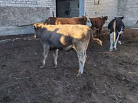公牛, Cattle — 照片 1