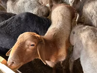 母羊, Sheep — 照片 1